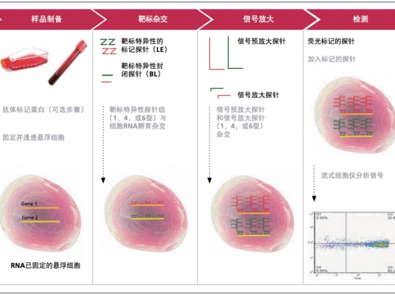 当流式细胞术遇上RNA